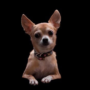 Chihuahua, 11 years old, isolated on the black background