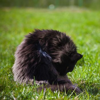 Black Maine Coon cat on green grass in a garden
