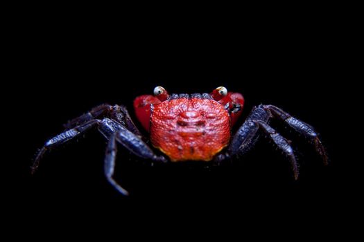 Little Red devil Crab, Geosesarma hagen, isolated on black background