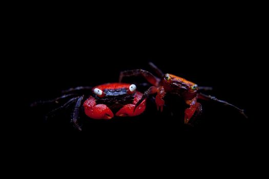 Little Red devil Crab, Geosesarma hagen, isolated on black background