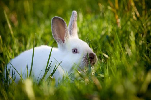 Funny white rabbit sitting on green grass in a garden