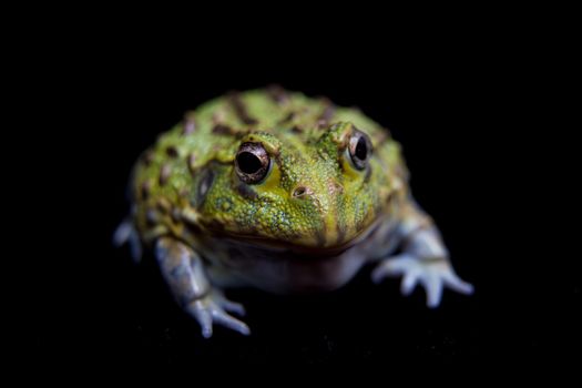 The African bullfrog, Pyxicephalus adspersus, isolated on black background