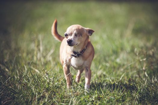 Eyeless Chihuahua dog, 12 years old on green grass