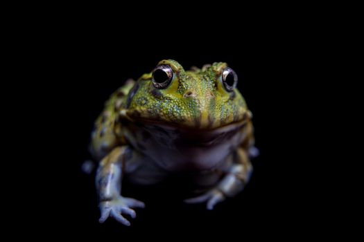 The African bullfrog, Pyxicephalus adspersus, isolated on black background