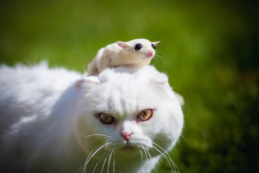 White Scottish Fold cat with cute white sugar glider on green grass