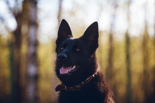 9 month old east-european shepherd dog in the field