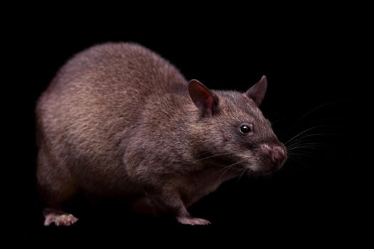 Gambian pouched rat, Cricetomys gambianus, isolated on black background