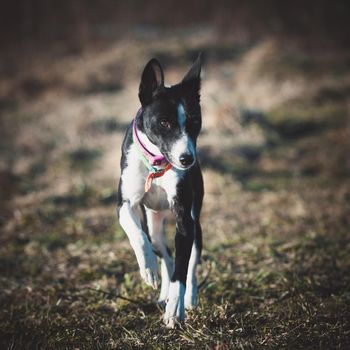 10 years old Basenji dog at the beautiful autumn park