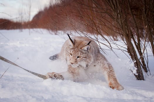 Beautiful Eurasian bobcat, lynx lynx, in winter field