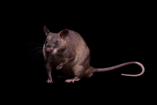 Gambian pouched rat, Cricetomys gambianus, isolated on black background