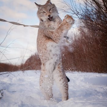 Beautiful Eurasian bobcat, lynx lynx, in winter field