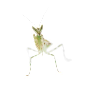 Creobroter gemmatus, or common names indian flower mantis isolates on white background