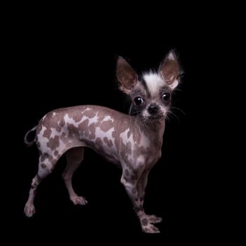 Peruvian hairless and chihuahua mix dog isolated on black background
