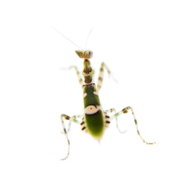 Creobroter gemmatus, or common names indian flower mantis isolates on white background