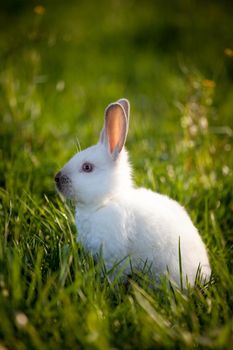 Funny white rabbit sitting on green grass in a garden