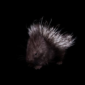 Indian crested Porcupine baby, Hystrix indica, isolated on black background