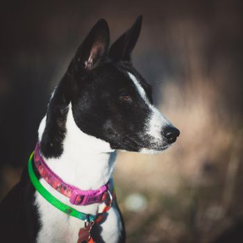 10 years old Basenji dog at the beautiful autumn park