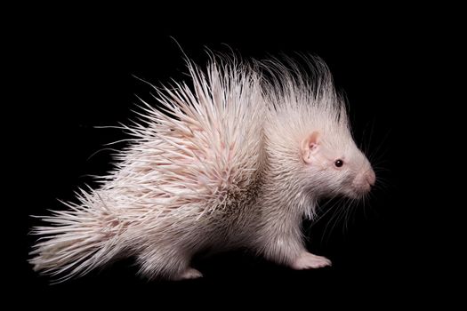 Albino indian crested Porcupine baby, Hystrix indica, isolated on black background