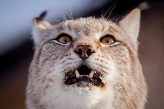 Beautiful Eurasian bobcat, lynx lynx, in winter field