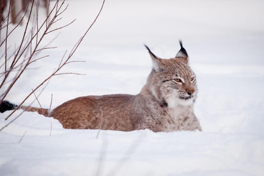 Beautiful Eurasian bobcat, lynx lynx, in winter field