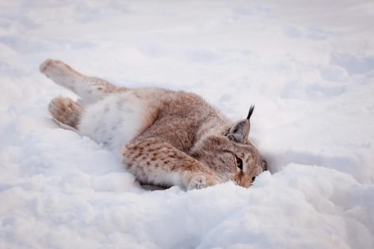 Beautiful Eurasian bobcat, lynx lynx, in winter field