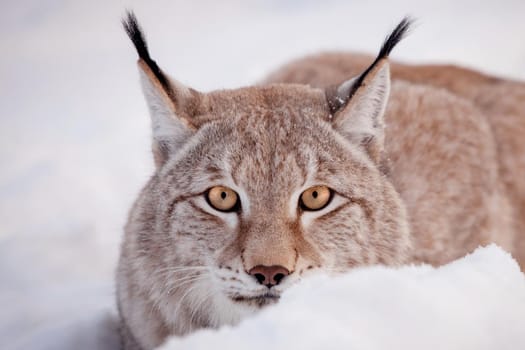 Beautiful Eurasian bobcat, lynx lynx, in winter field