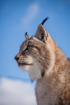 Beautiful Eurasian bobcat, lynx lynx, in winter field