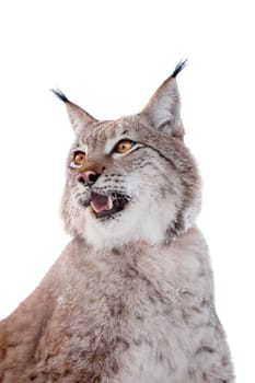 Beautiful Eurasian bobcat, lynx lynx, isolated on white background