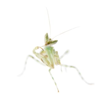 Creobroter gemmatus, or common names indian flower mantis isolates on white background