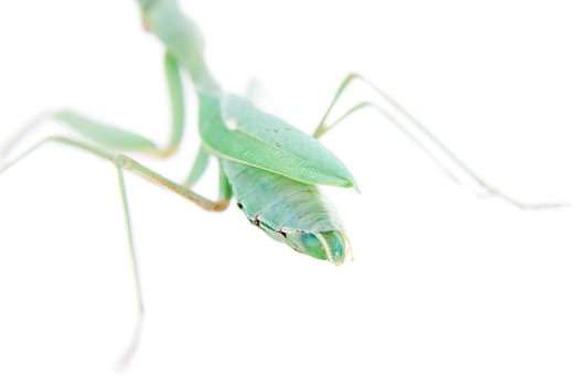 Sphodromantis viridis, or common names Giant african mantis isolates on white background