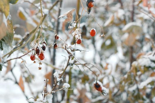 Closeup red frozen berries on faded bushes with first snow, snowy landscape, natural wintry atmospheric background, winter season onset concept