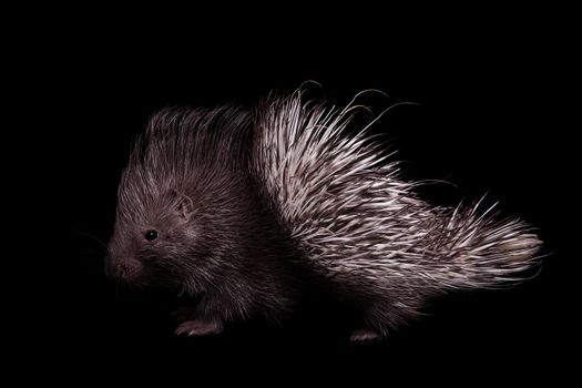 Indian crested Porcupine baby, Hystrix indica, isolated on black background