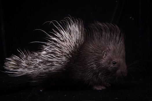 Indian crested Porcupine baby, Hystrix indica, isolated on black background