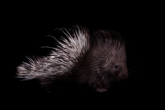 Indian crested Porcupine baby, Hystrix indica, isolated on black background