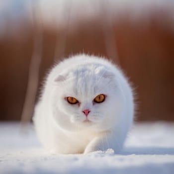 White cottish Fold cat portrait in winter field