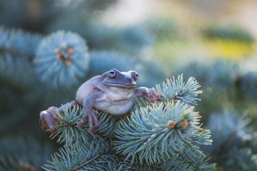 Australian Green Tree Frog, Litoria caerulea, isolated on white background