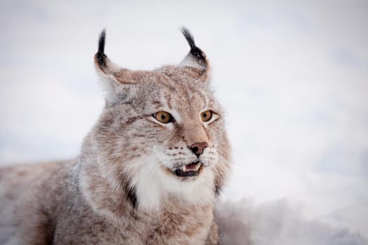 Beautiful Eurasian bobcat, lynx lynx, in winter field