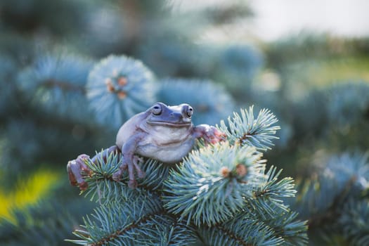 Australian Green Tree Frog, Litoria caerulea, isolated on white background