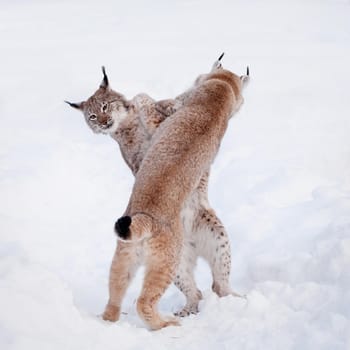 Beautiful Eurasian bobcat, lynx lynx, in winter field