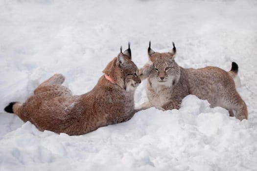 Beautiful Eurasian bobcat, lynx lynx, in winter field