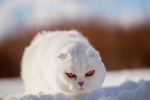 White cottish Fold cat portrait in winter field