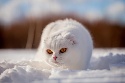 White cottish Fold cat portrait in winter field