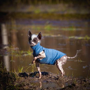 Ugly peruvian hairless and chihuahua mix dog in blue sweater