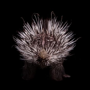 Indian crested Porcupine baby, Hystrix indica, isolated on black background