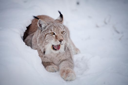 Beautiful Eurasian bobcat, lynx lynx, in winter field