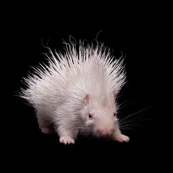 Albino indian crested Porcupine baby, Hystrix indica, isolated on black background