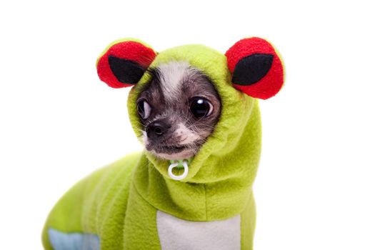 Peruvian hairless and chihuahua mix dog in frog costume isolated on white background