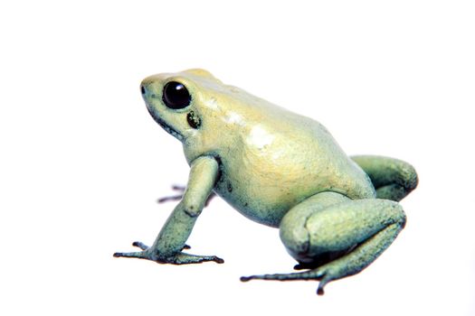 The golden poison frog, Phyllobates terribilis Mint, isolated on white background.