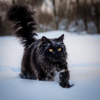 Adorable Black Maine Coon cat portrait in winter field