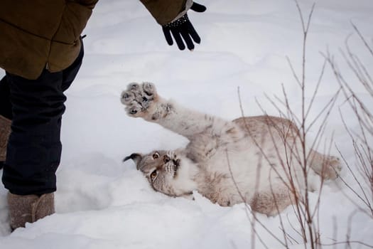 Beautiful Eurasian bobcat, lynx lynx, in winter field